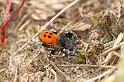 Eresus_sandaliatus_D3033_Z_82_NP De Hoge Veluwe_Nederland